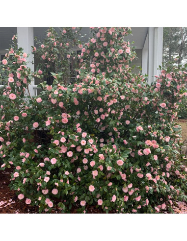 Camellia Japonica "Pearl Maxwell" - Ghiveci 5L