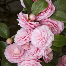 Camellia Japonica "Pearl Maxwell" - Ghiveci 5L