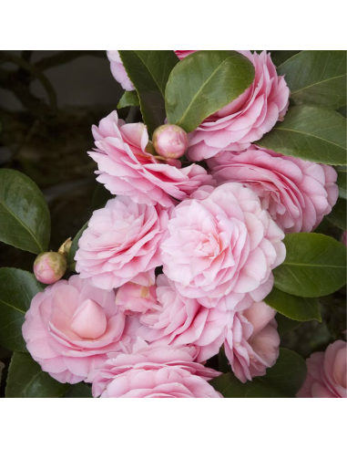 Camellia Japonica "Pearl Maxwell" - Ghiveci 5L