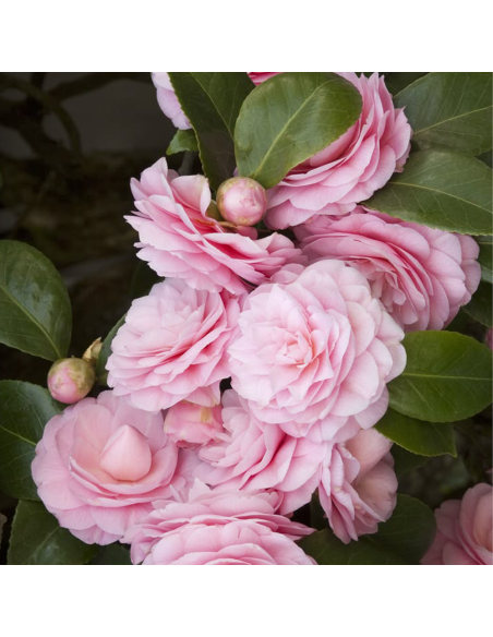 Camellia Japonica "Pearl Maxwell" - Ghiveci 5L