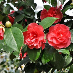 Camellia Japonica "Eugenia Montijo" - Ghiveci 5L