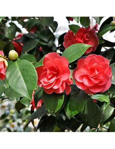 Camellia Japonica "Eugenia Montijo" - Ghiveci 5L