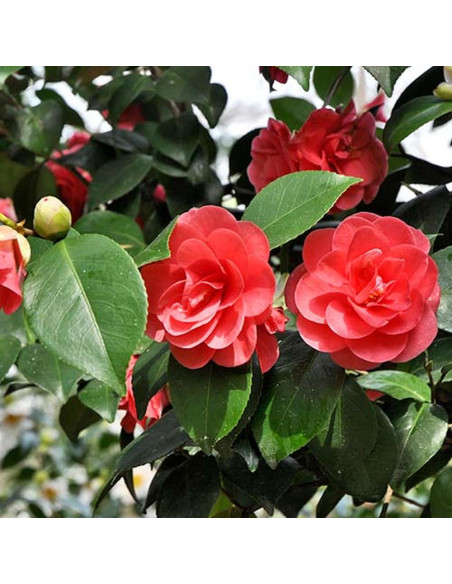 Camellia Japonica "Eugenia Montijo" - Ghiveci 5L