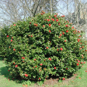 Camellia Japonica "Eugenia Montijo" - Ghiveci 5L 2