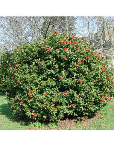 Camellia Japonica "Eugenia Montijo" - Ghiveci 5L
