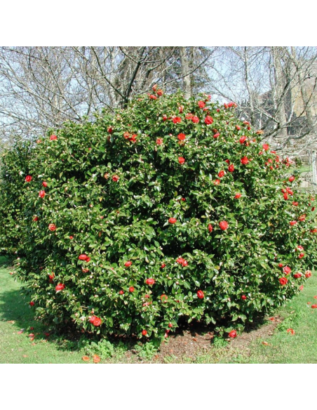 Camellia Japonica "Eugenia Montijo" - Ghiveci 5L