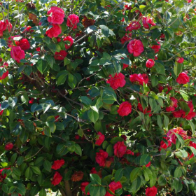 Camellia Japonica "Roger Hall" - Ghiveci 5L 2