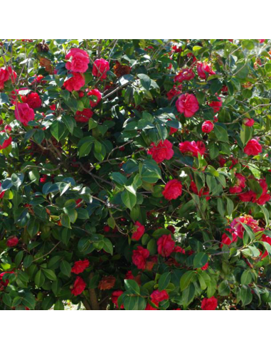 Camellia Japonica "Roger Hall" - Ghiveci 5L