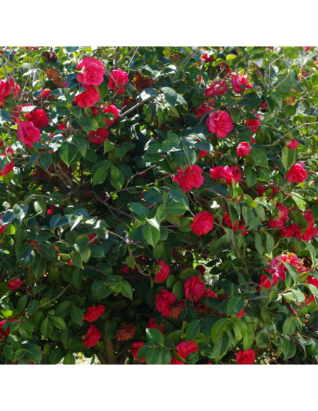 Camellia Japonica "Roger Hall" - Ghiveci 5L