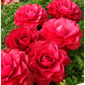Camellia Japonica "Roger Hall" - Ghiveci 5L