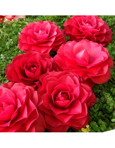 Camellia Japonica "Roger Hall" - Ghiveci 5L