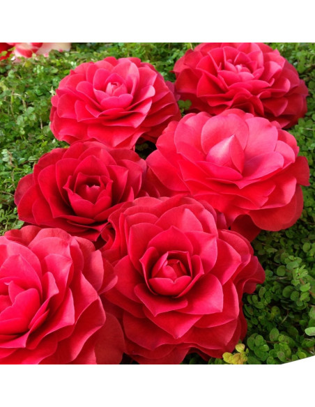 Camellia Japonica "Roger Hall" - Ghiveci 5L