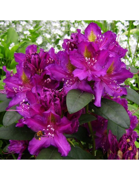Rhododendron "Libretto” - Ghiveci P9