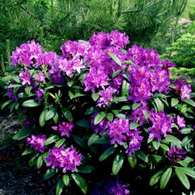 Rhododendron "Libretto” - Ghiveci P9