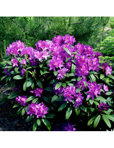 Rhododendron "Libretto” - Ghiveci P9