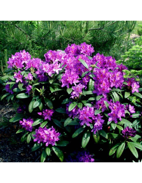 Rhododendron "Libretto” - Ghiveci P9