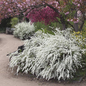 Cununita "Spiraea Cinerea Grefsheim” - Ghiveci 3L