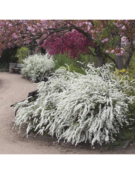 Cununita "Spiraea Cinerea Grefsheim” - Ghiveci 3L