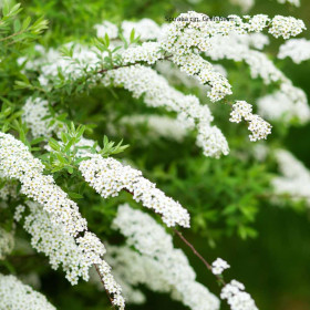 Cununita "Spiraea Cinerea Grefsheim” - Ghiveci 3L 2