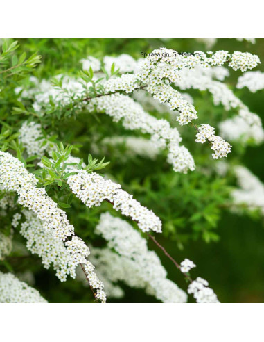 Cununita "Spiraea Cinerea Grefsheim” - Ghiveci 3L