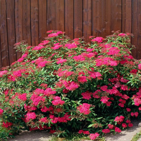Cununita "Spiraea Jap. Anthony Waterer” - Ghiveci 3L