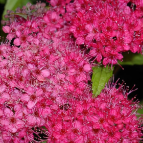 Cununita "Spiraea Jap. Anthony Waterer” - Ghiveci 3L 2