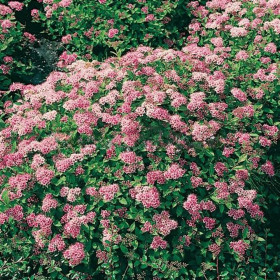 Cununita "Spiraea Jap. Little Princess” - Ghiveci 3L