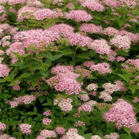 Cununita "Spiraea Jap. Little Princess” - Ghiveci 3L 2
