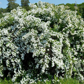 Cununita "Spiraea Jap. Vanhouttei” - Ghiveci 3L