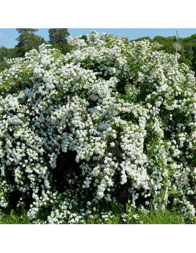 Cununita "Spiraea Jap. Vanhouttei” - Ghiveci 3L
