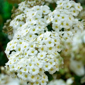 Cununita "Spiraea Jap. Vanhouttei” - Ghiveci 3L 2