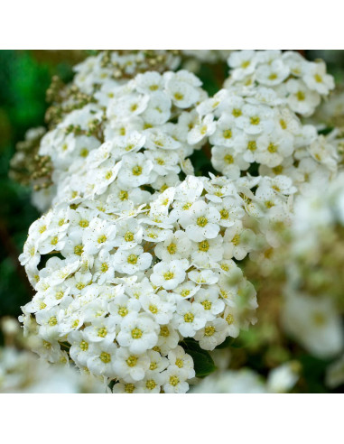 Cununita "Spiraea Jap. Vanhouttei” - Ghiveci 3L