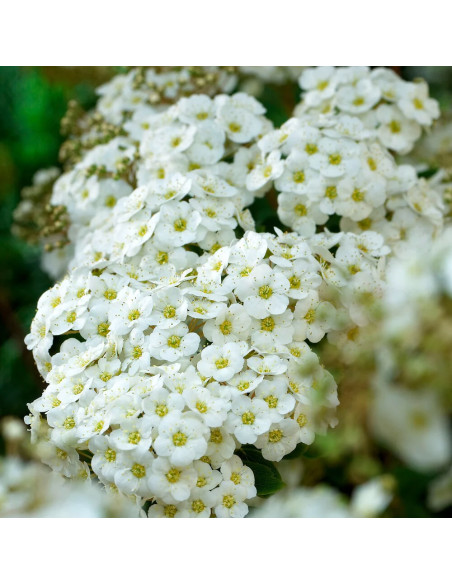 Cununita "Spiraea Jap. Vanhouttei” - Ghiveci 3L