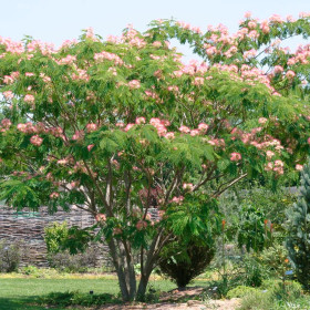 Albitzia - Arborele de Matase "Ombrella” - Ghiveci 3L