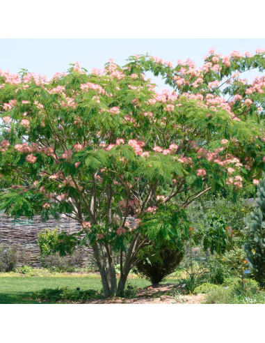 Albitzia - Arborele de Matase "Ombrella” - Ghiveci 3L