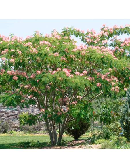 Albitzia - Arborele de Matase "Ombrella” - Ghiveci 3L
