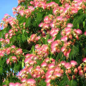 Albitzia - Arborele de Matase "Ombrella” - Ghiveci 3L 2