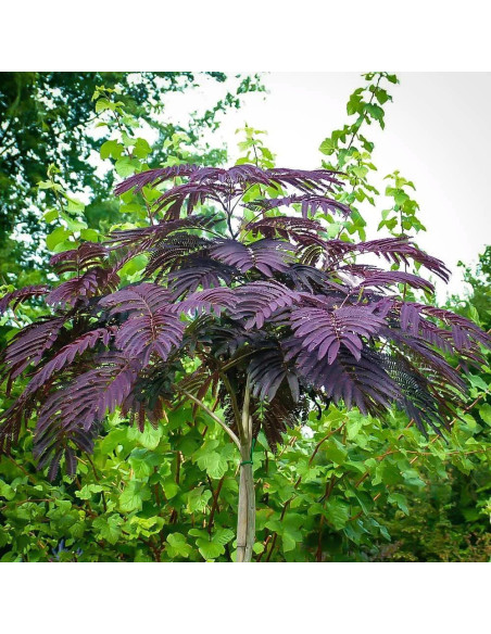 Albitzia - Arborele de Matase "Summer Chocolate" - Ghiveci 3L