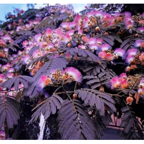 Albitzia - Arborele de Matase "Summer Chocolate" -... 2
