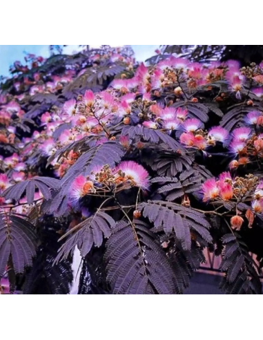 Albitzia - Arborele de Matase "Summer Chocolate" - Ghiveci 3L