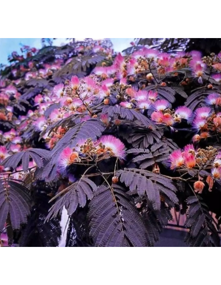 Albitzia - Arborele de Matase "Summer Chocolate" - Ghiveci 3L