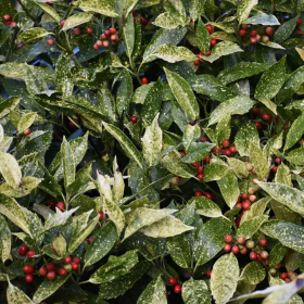 Acuba Japonica Golden King - Ghiveci 2L 2