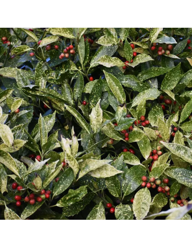 Acuba Japonica Golden King - Ghiveci 2L