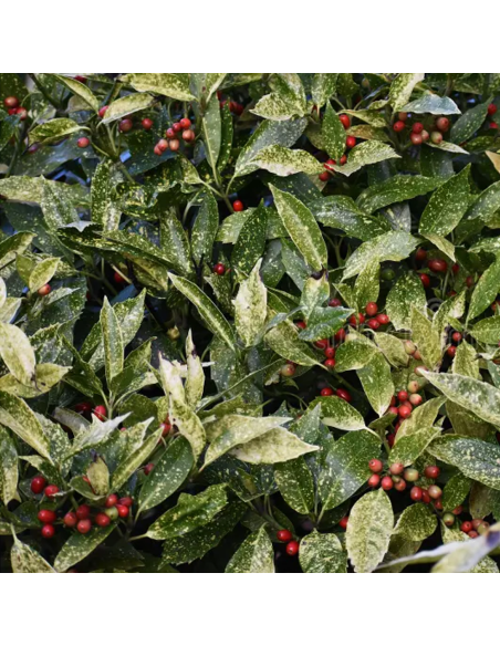 Acuba Japonica Golden King - Ghiveci 2L