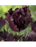 Lalele Papagal "Black Parrot" 5 Bulbi/Pachet