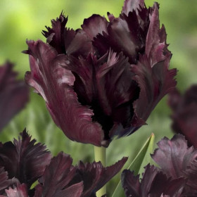 Lalele Papagal "Black Parrot" 5 Bulbi/Pachet