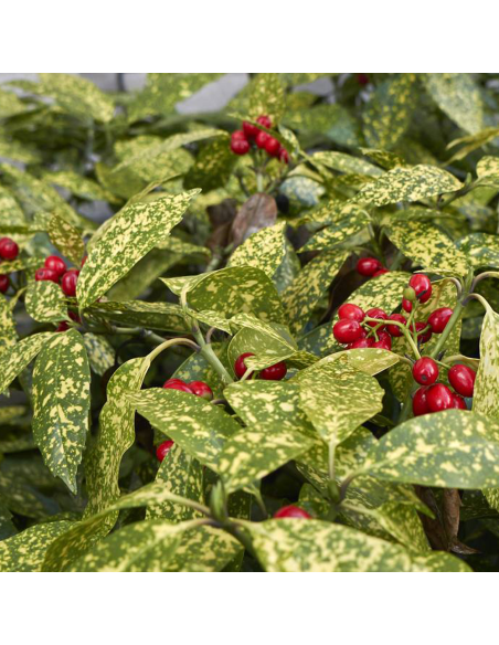 Acuba Japonica Golden King - Ghiveci 2L