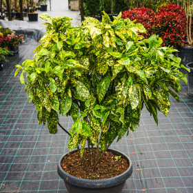 Acuba Japonica Golden King - Ghiveci 2L
