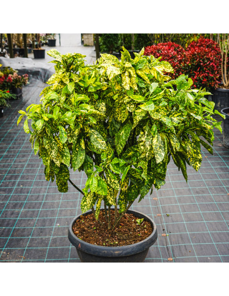 Acuba Japonica Golden King - Ghiveci 2L