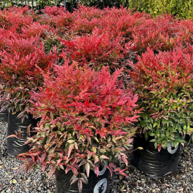 Nandina - "Gulfstream” - Ghiveci 2L